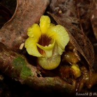 Meistera graminifolia (Thwaites) Skornick. & M.F.Newman